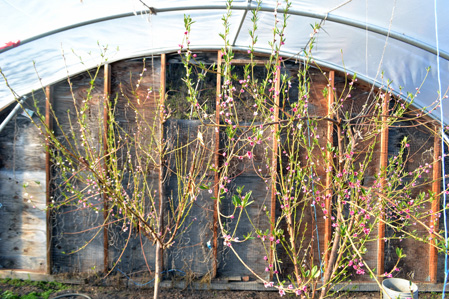 Peach trees blooming in the high tunnel